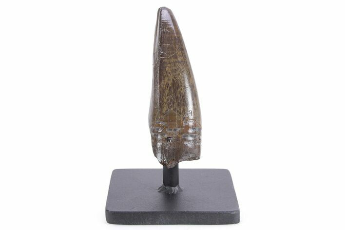 Robust Serrated Tyrannosaurus (T rex) Tooth - Montana #355461